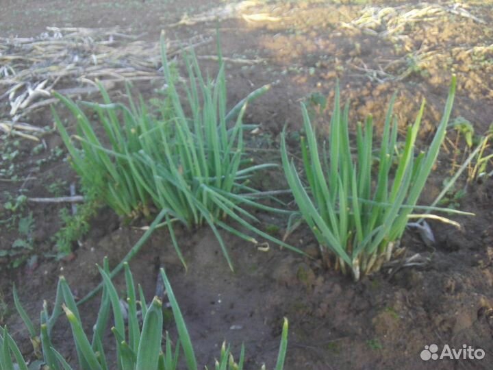 Лук-батун (многолетний)