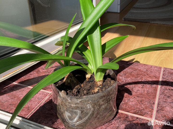 Гиппиаструм