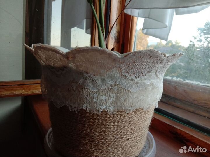 Финиковая пальма