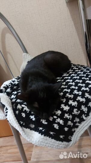 Кошка