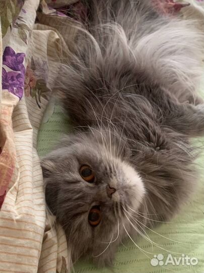 Кошка в добрые руки