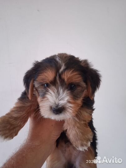 Щенки бивер йорка