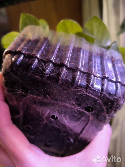 Петуния Тайдал Сильвер