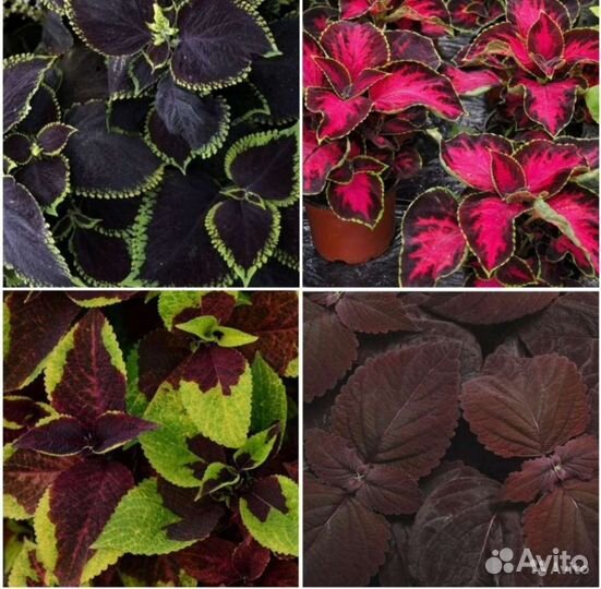 Семена ярких колеусов