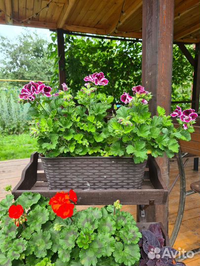 Пеларгония