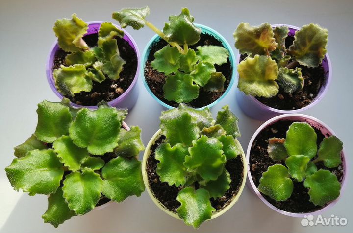 Фиалки (Сенполии)