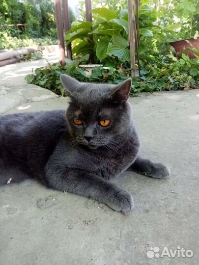 Британский кот, найден, чья потеря