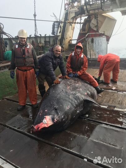 Работа вахтой на море