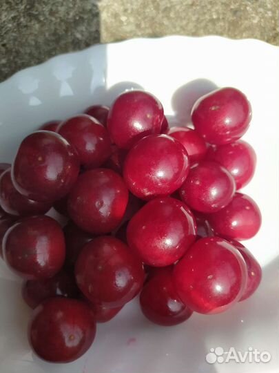 Вишня крупная ягода