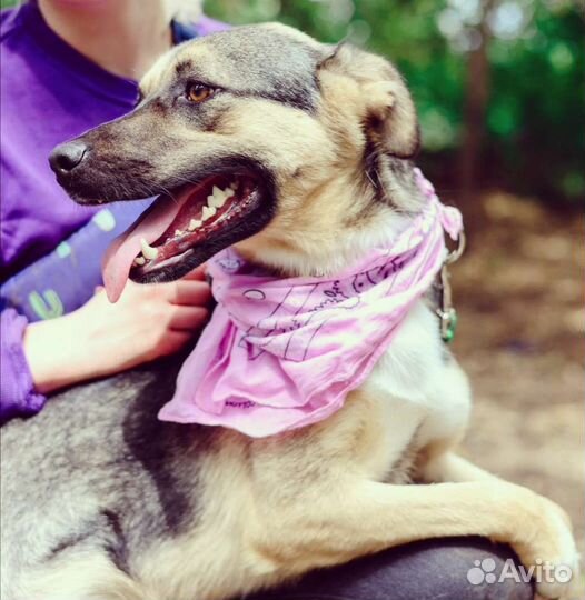 Милая Асоль ищет дом