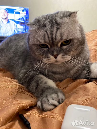 Шотландская