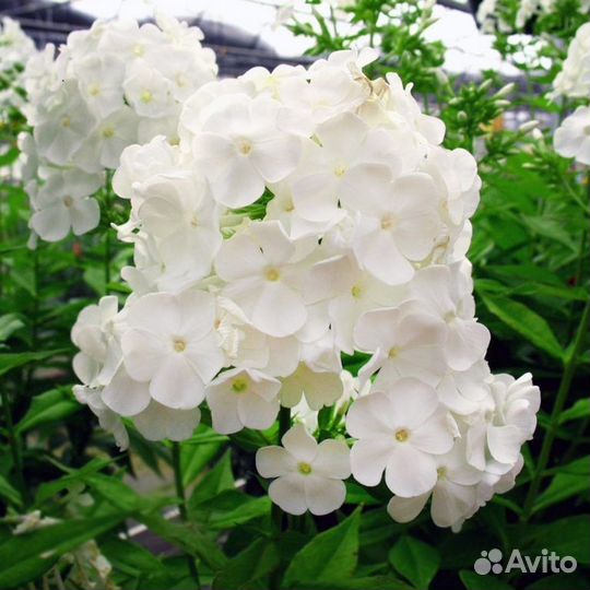 Продаются флоксы