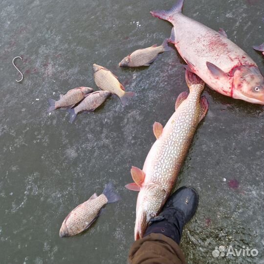 Живая рыба толстолобик