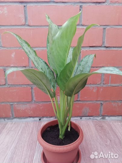 Аглаонема Фридман