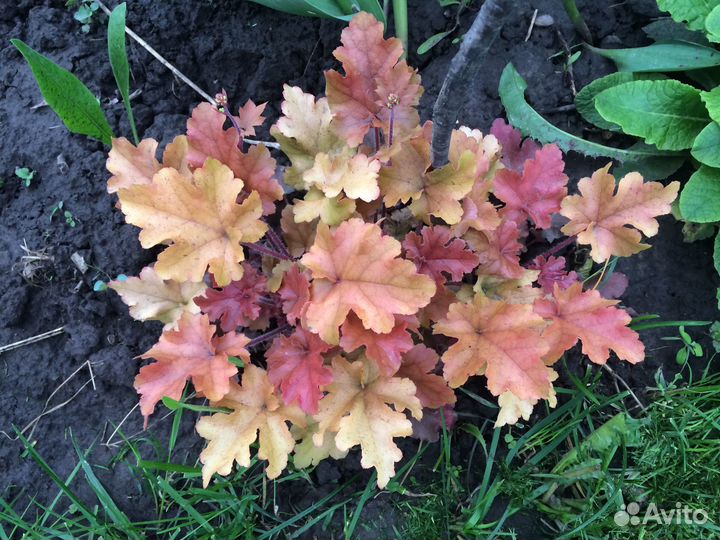 Цветы многолетники