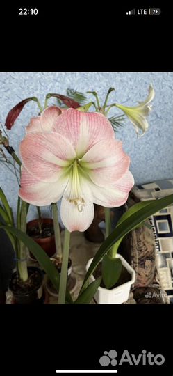 Гиппиаструм