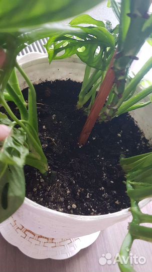 Монстера адансона