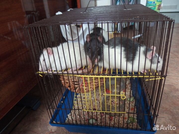 Проф. передержка грызунов, мелких птиц, рептилий