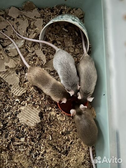 Мышь сатиновая