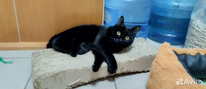 Кошка Люся в семью