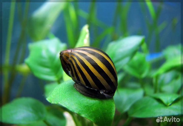 Аквариумные улитки более 15 видов