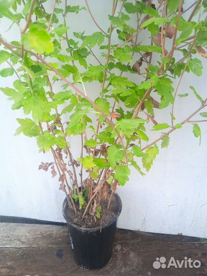 Хризантема