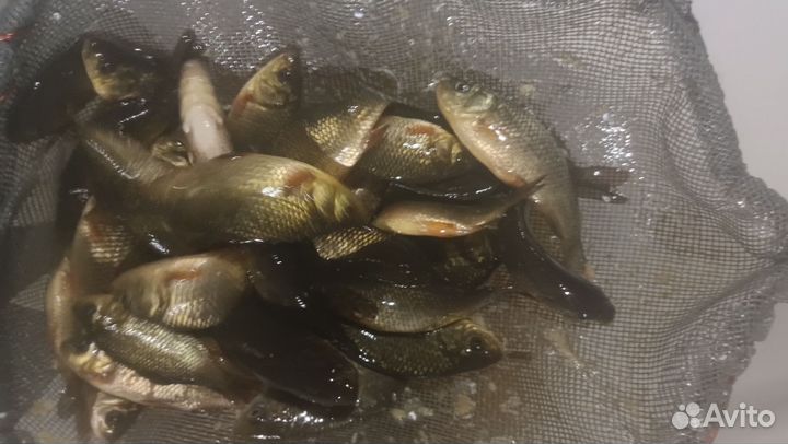 Живец карась