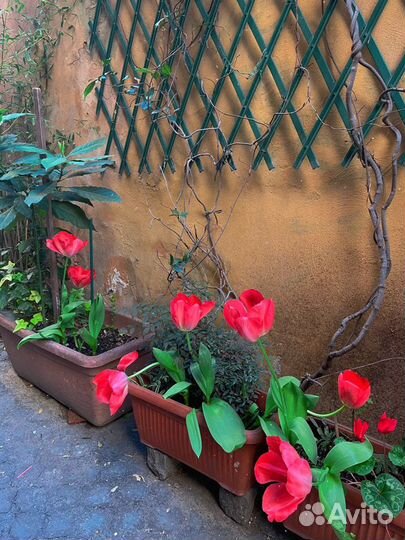 Репетитор итальянского языка из Италии