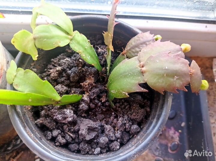 Декабрист желтый