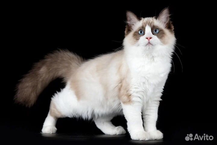 Utrecht, seal bicolor ragdoll