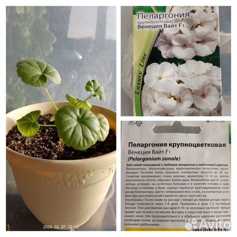 Пеларгония