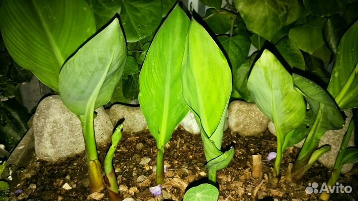 Канны пророщенные