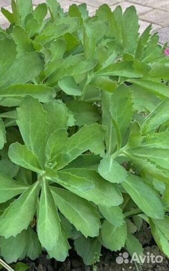 Очиток многолетний большой куст