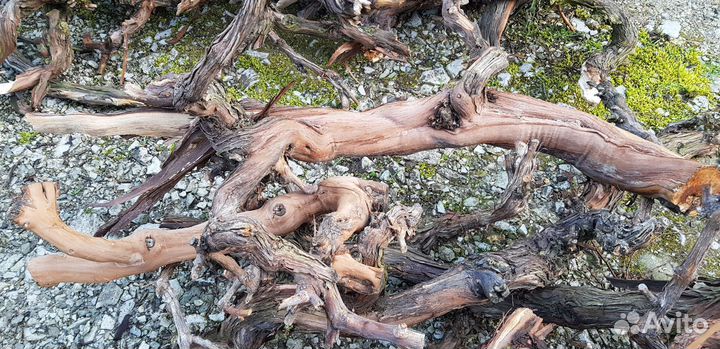 Лоза виноградная для террариума, дизайн. Опт