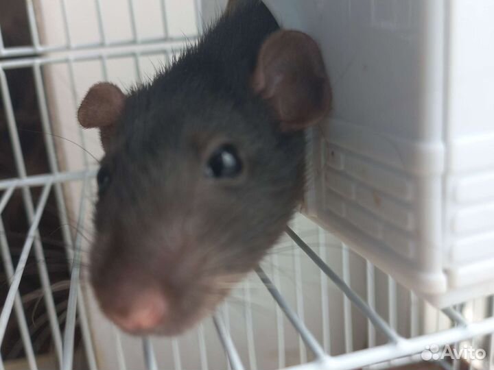 Крысы дамбо девочка