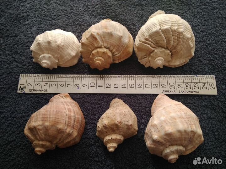Морские ракушки раковины
