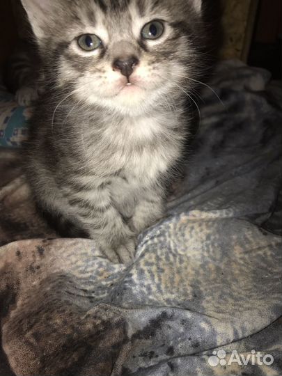 Кошка