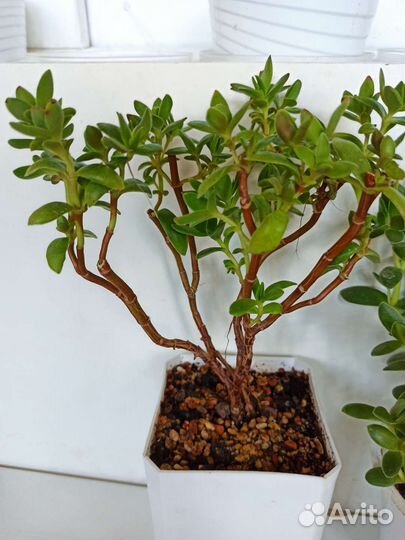 Крассула толстянка