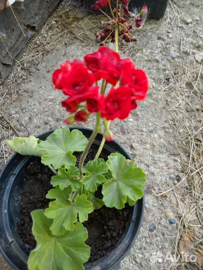 Пеларгония герань розенбудная