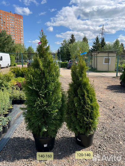 Туя смарагд