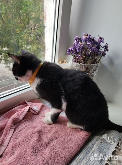 Отдам в добрые руки котика