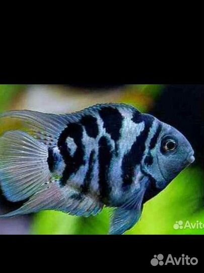 Аквариумные рыбки