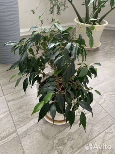Фикус бенджамина