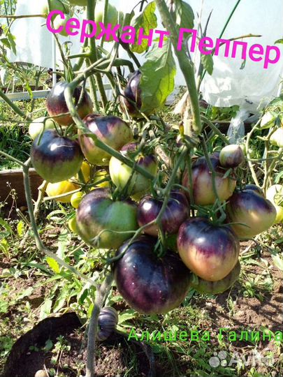 Cемена томатов