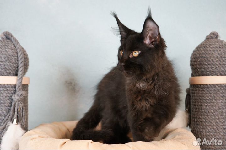 Котята мейн-кун черный мальчик
