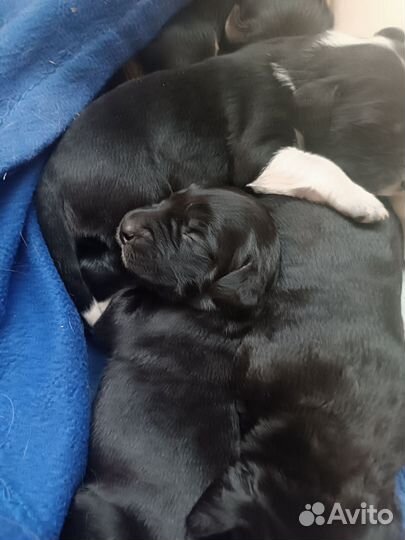 Кокер спаниель