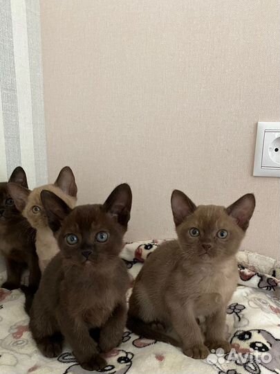 Котята европейской бурмы
