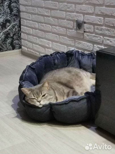 Лежанка для животных