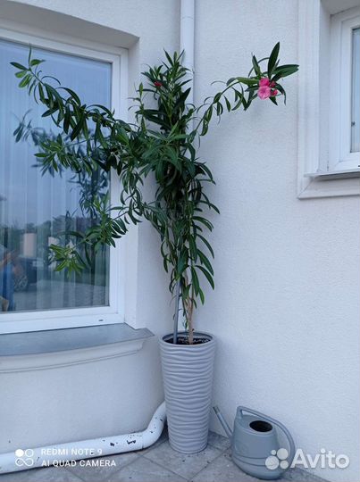 Олеандр розовый