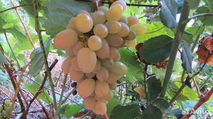Саженцы Виноград